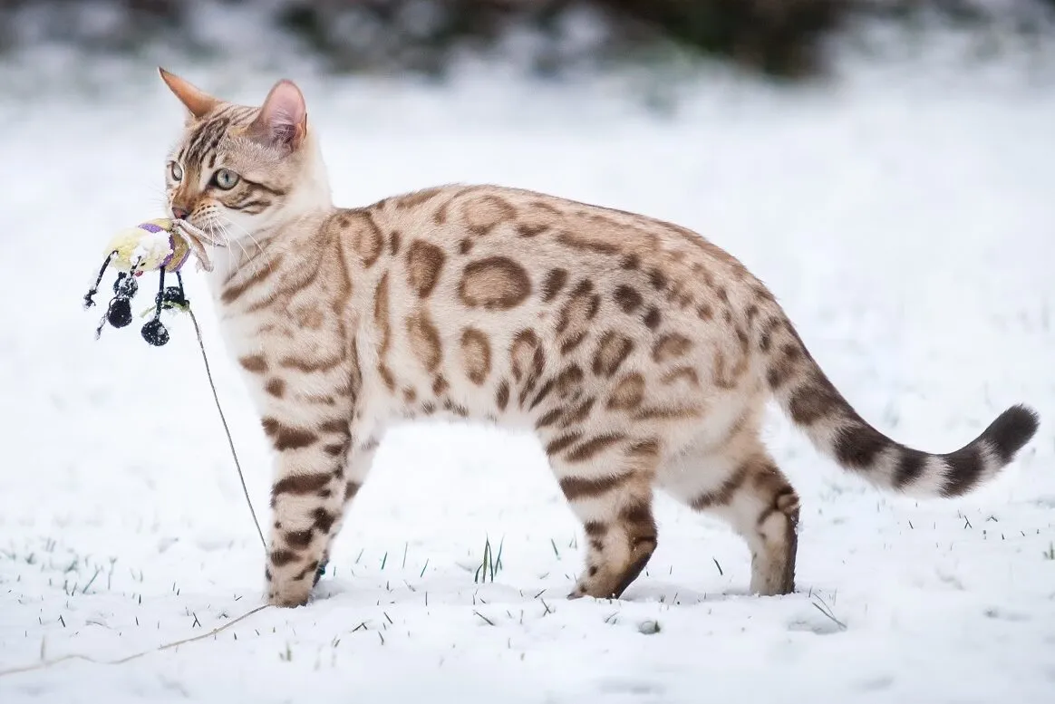 bengal snow na neve com brinquedo na boca