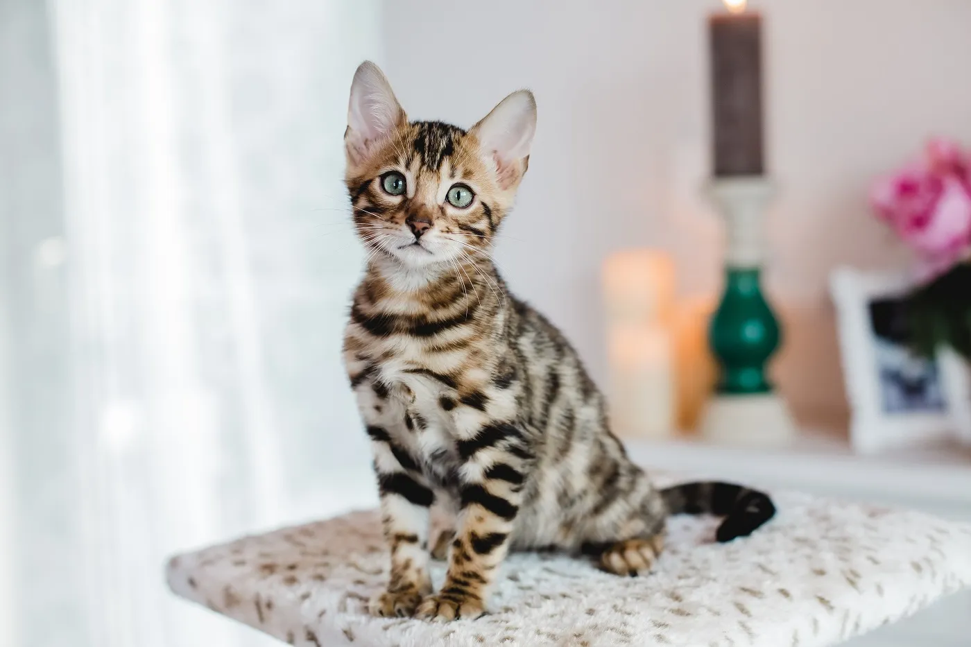 gatinho bengal em cima de arranhador, em casa