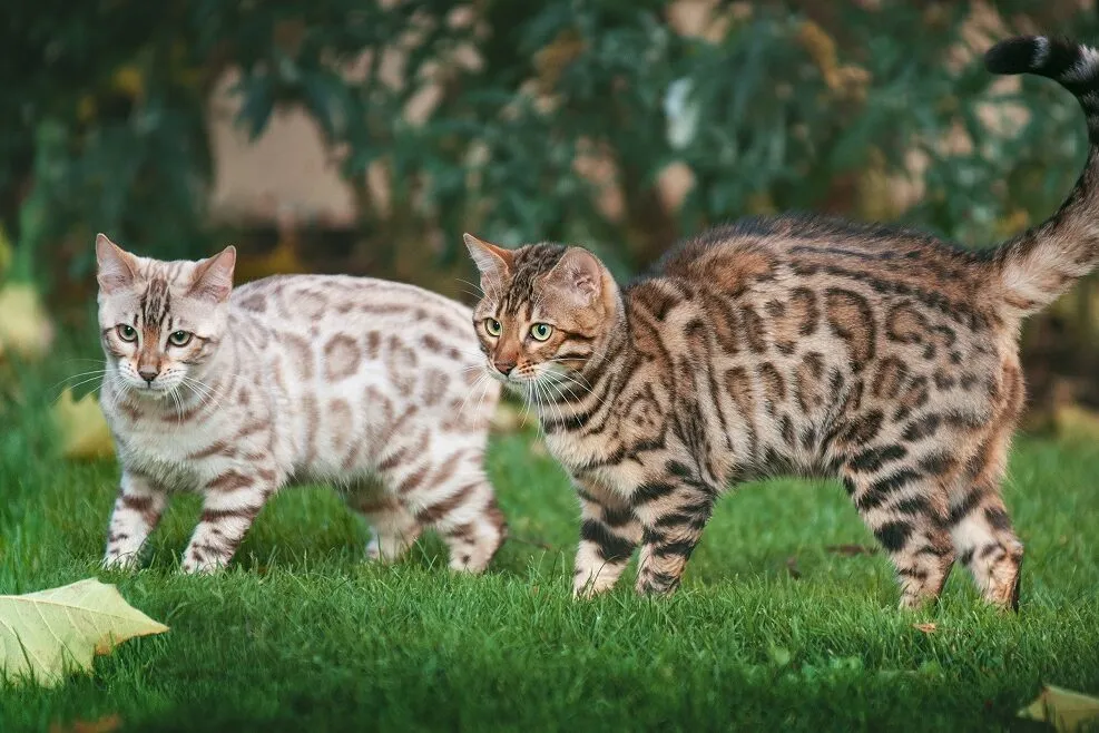 dois gatos bengal de cores diferentes num jardim
