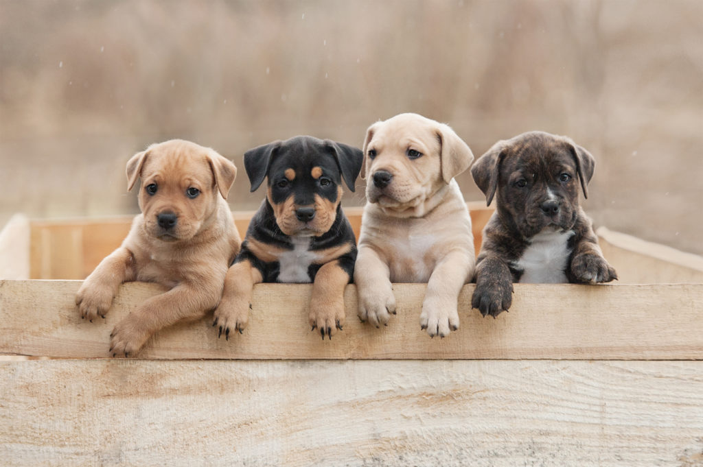 American Staffordshire Terrier: uma educação consistente desde o início é essencial