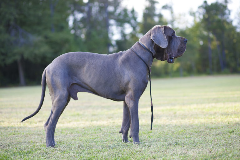 Magazine para cães - Raças de cães: Tudo sobre o Dogue alemão