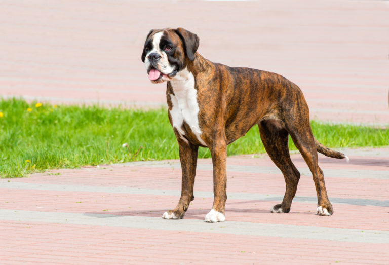 Boxer Boxer