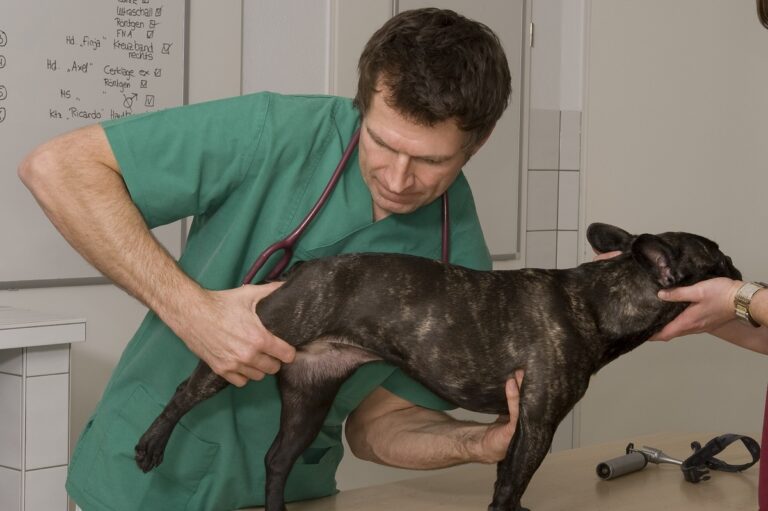 O veterinário examina a mobilidade das ancas num cão. Este é um dos primeiros exames quando haá suspeita de displasia na anca em cães