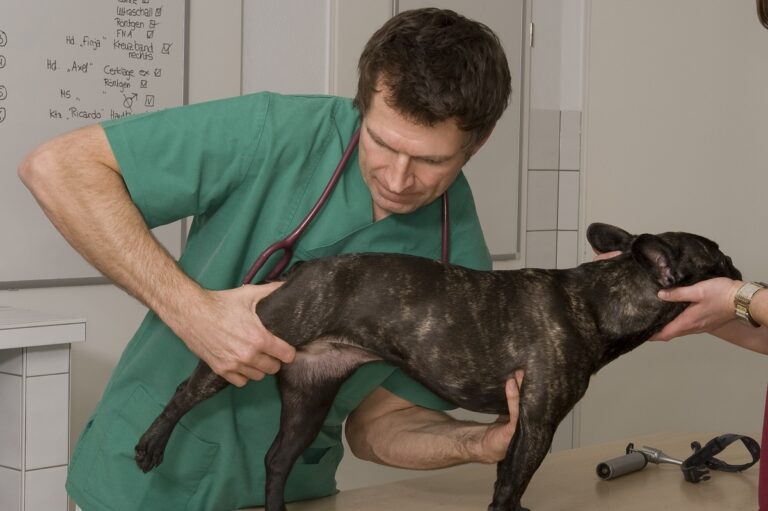Tierarzt O veterinário examina a mobilidade das ancas num cão. Este é um dos primeiros exames quando haá suspeita de displasia na anca em cães