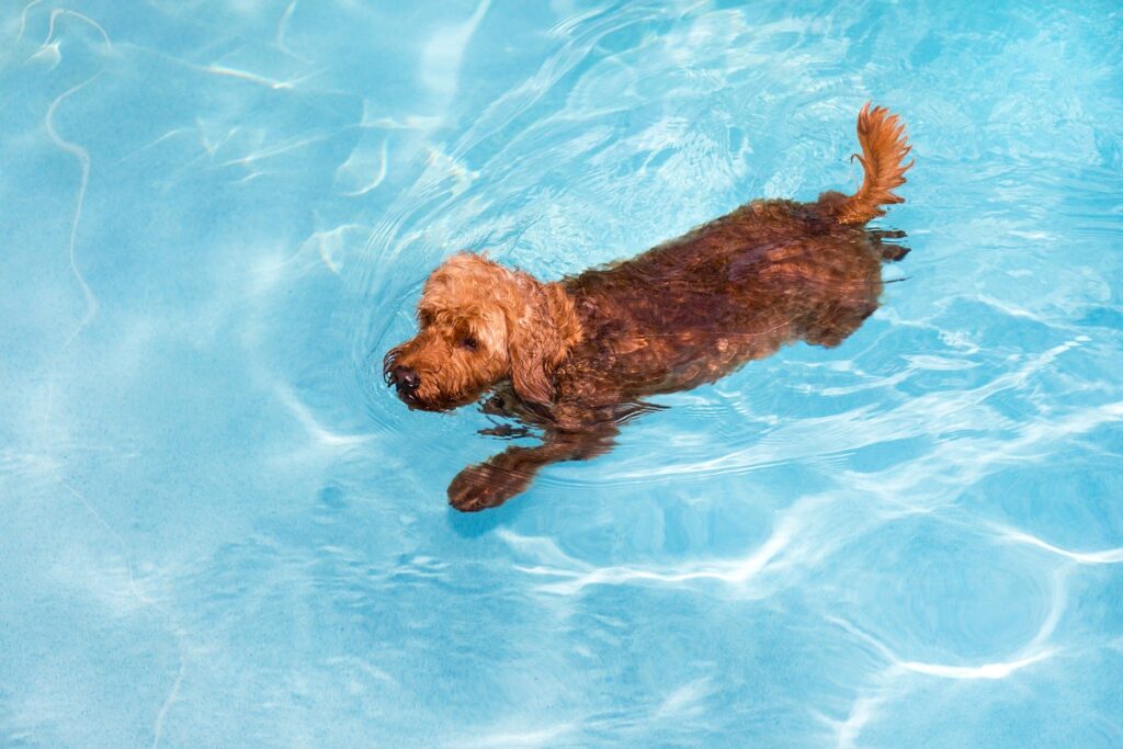 Goldendoodle swimming in pool Cão a nadar numa piscina. A displasia da anca em cães leva à perda muscular e por isso exercícios como a natação são importantes
