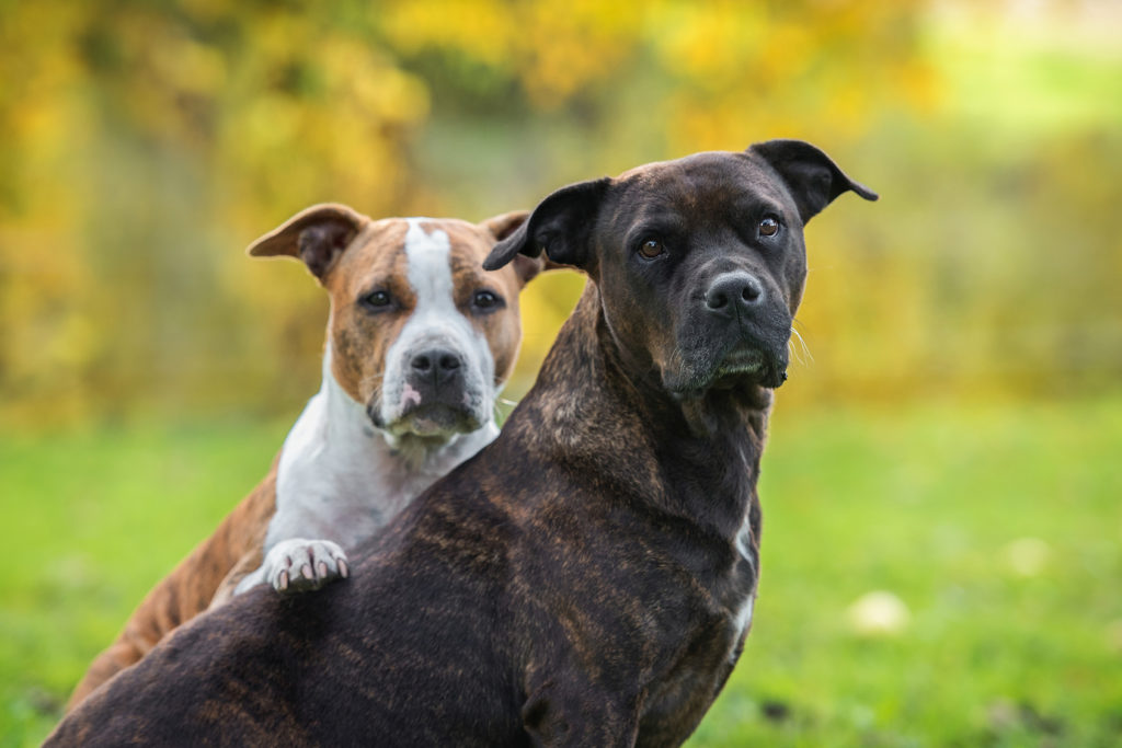 American Staffordshire Terrier: estes cães precisam de muito exercício