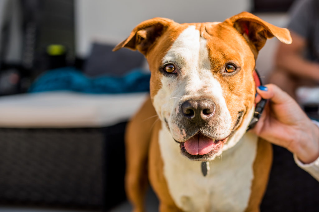 American Staffordshire Terrier: um cão com corpo musculoso e compacto