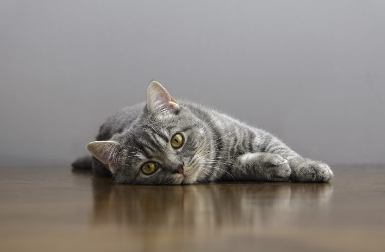 Reprodução dos gatos Reprodução dos gatos