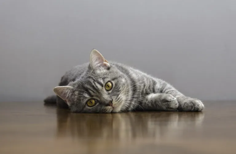 Reprodução dos gatos Reprodução dos gatos