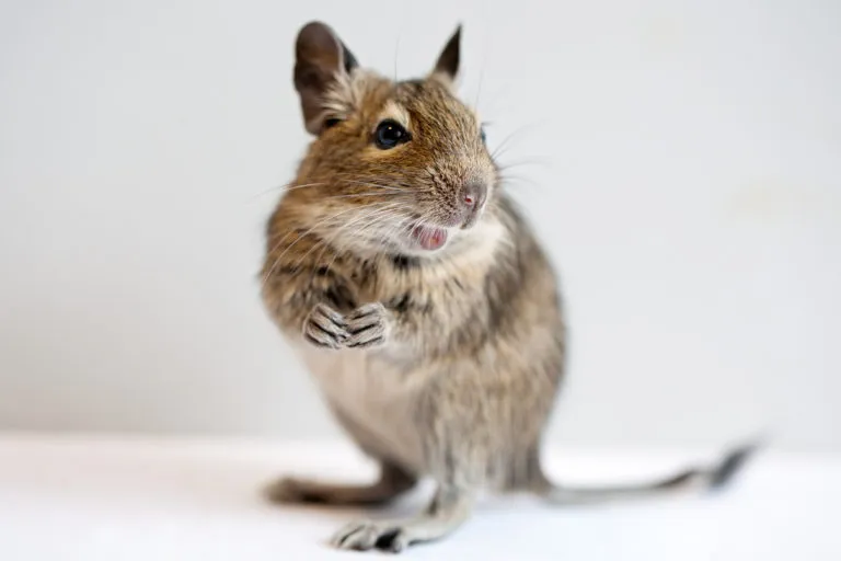 Degu Degu
