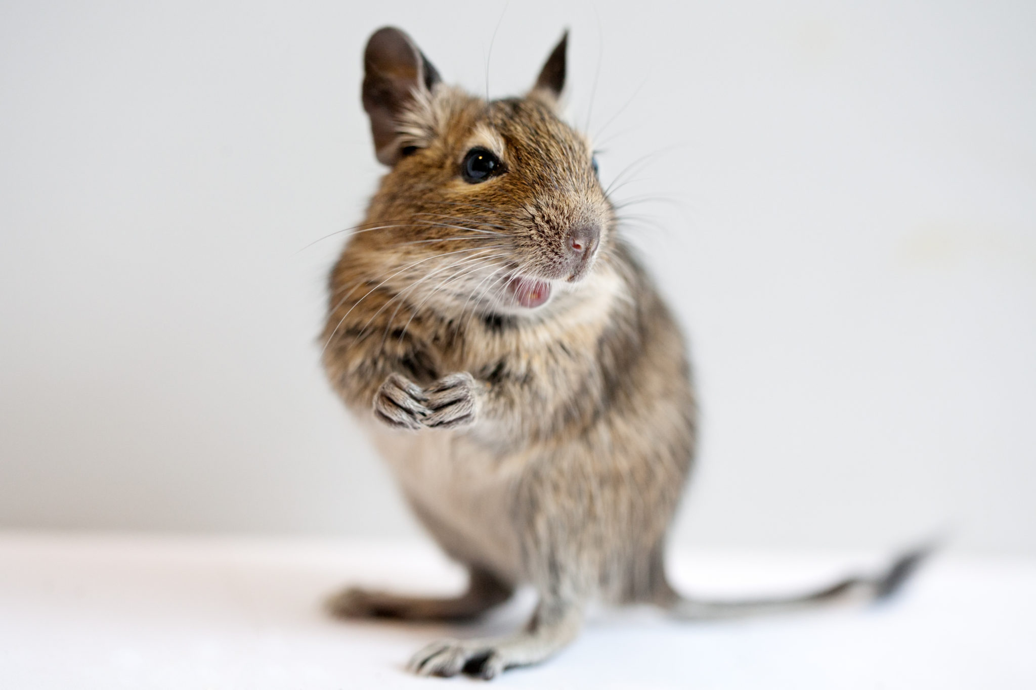 Magazine para pequenos animais - Raças pequenas: Degu