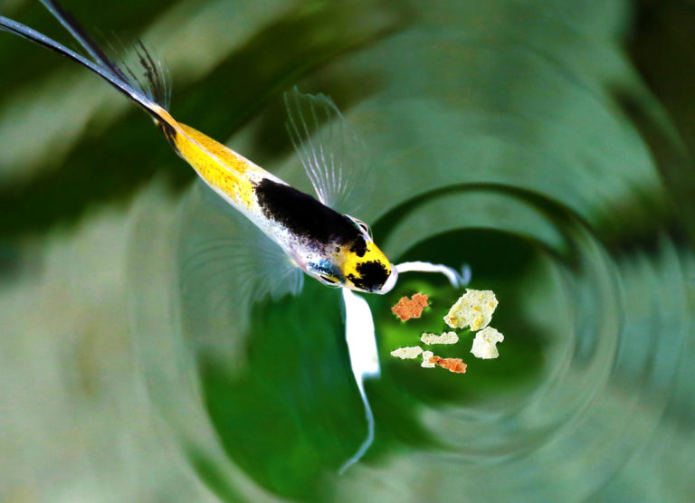 Alimentação dos peixes de aquário