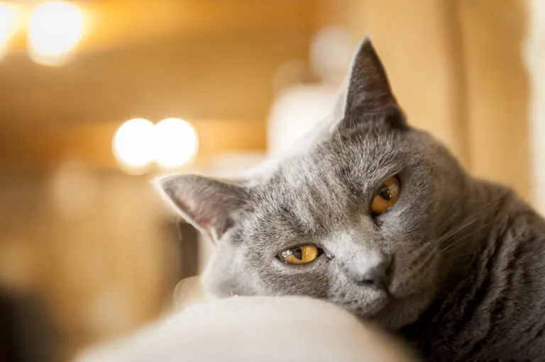 Chartreux Chartreux