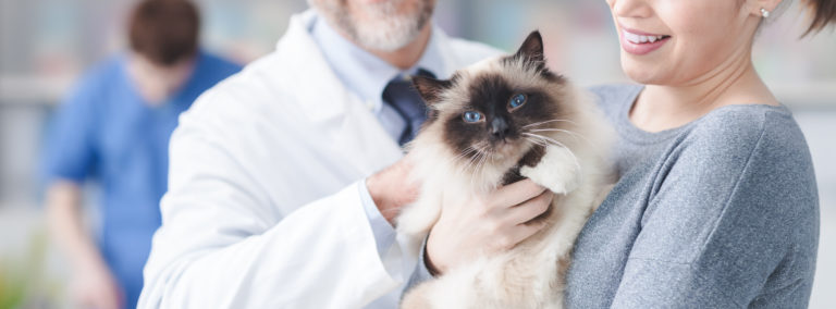 Problemas urinários em gatos