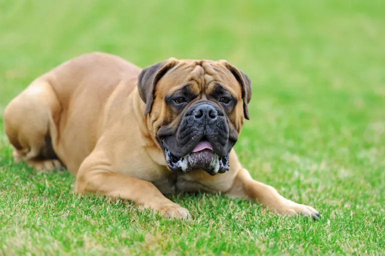 Mastiff Mastiff: uma raça especial