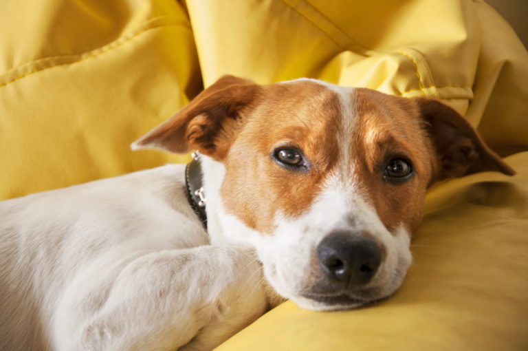 psicologia canina psicologia canina