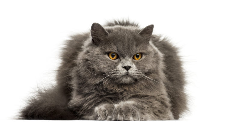 British Longhair British Longhair