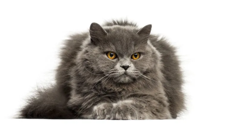 British Longhair British Longhair