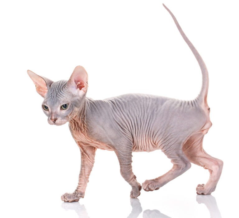 gato Sphynx gato Sphynx