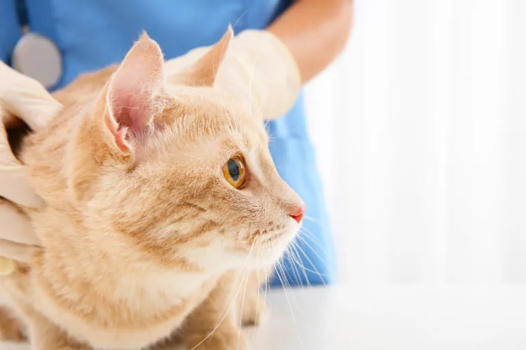 Doenças neurológicas em gatos Doenças neurológicas em gatos
