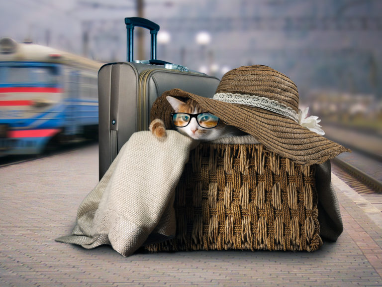 Viajar em transporte público com gatos