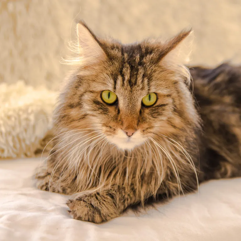 Norsk skogkatt Norsk skogkatt