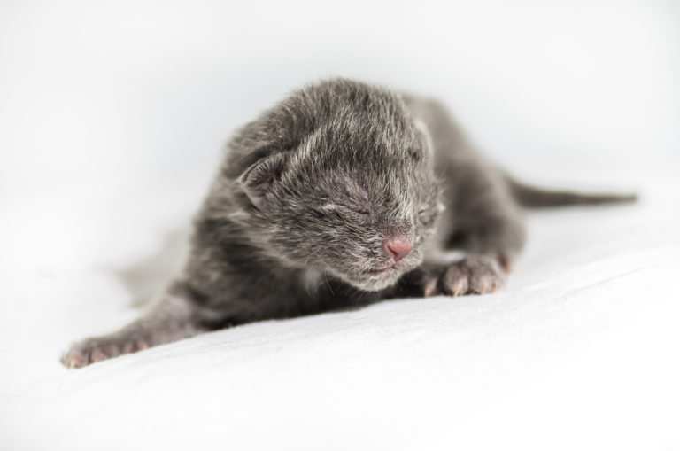 Cuidados a ter com um gatinho