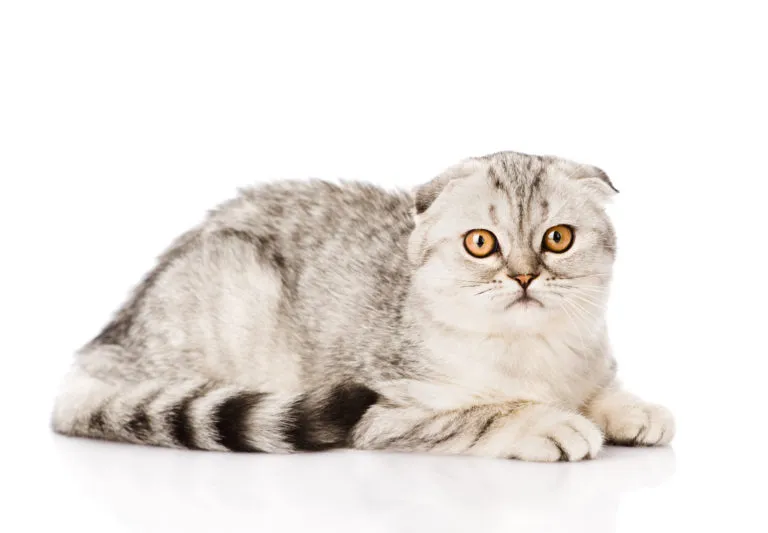 Scottish Fold Scottish Fold