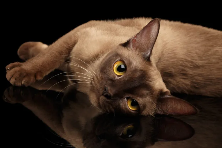 gato Burmês gato Burmês
