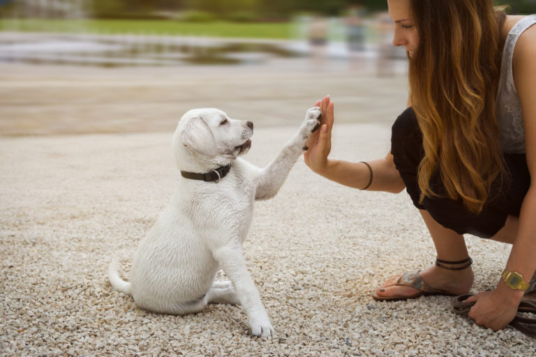 Como educar um cachorro