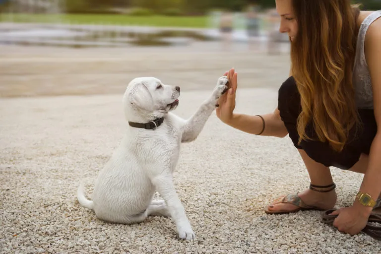 Como educar um cachorro Como educar um cachorro