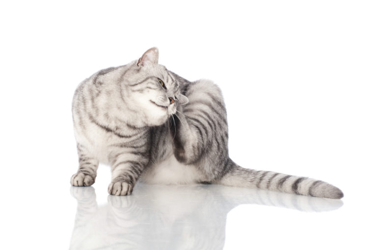 Doenças de pele nos gatos Doenças de pele nos gatos