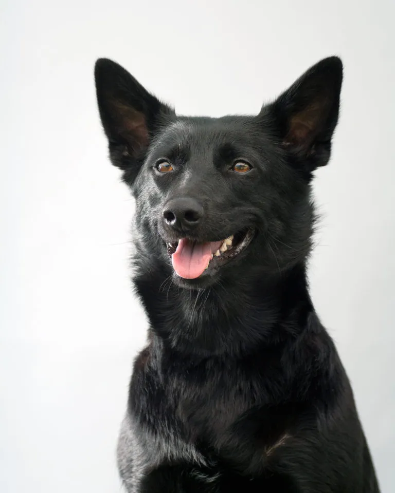 Kelpie australiano