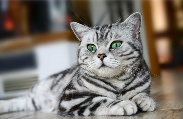 British shorthair British shorthair