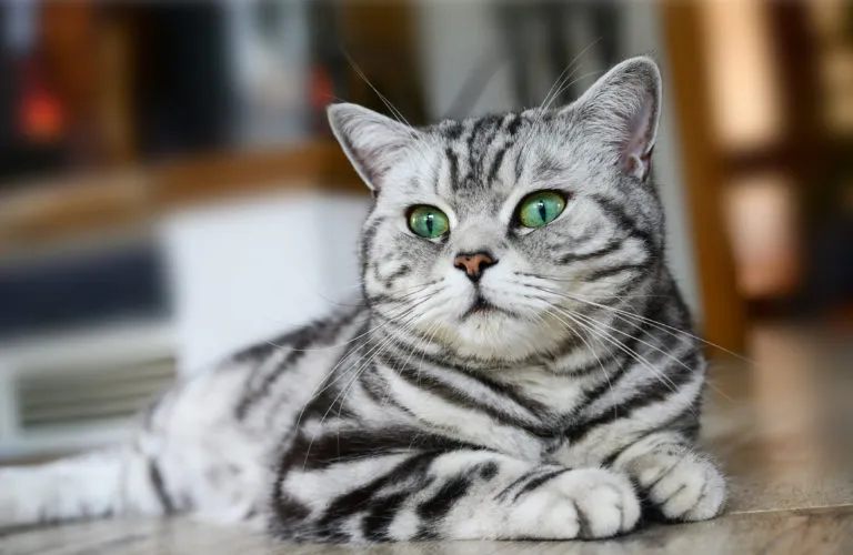 British shorthair British shorthair
