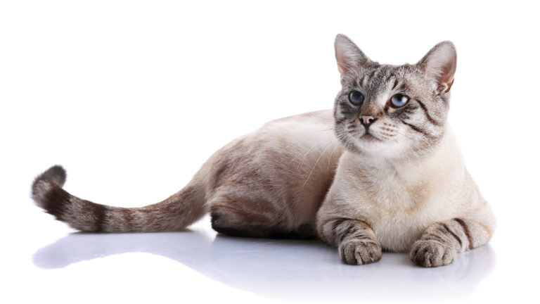 métodos anticoncetivos para gatos métodos anticoncetivos para gatos