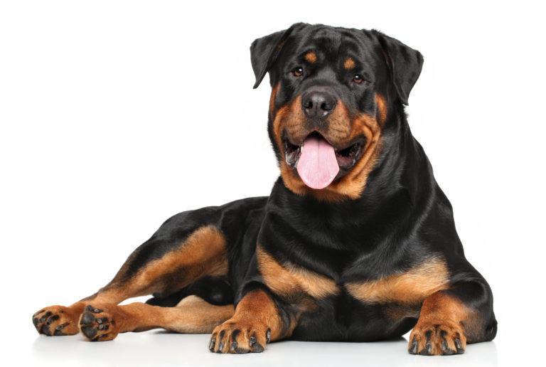 Rottweiler Rottweiler