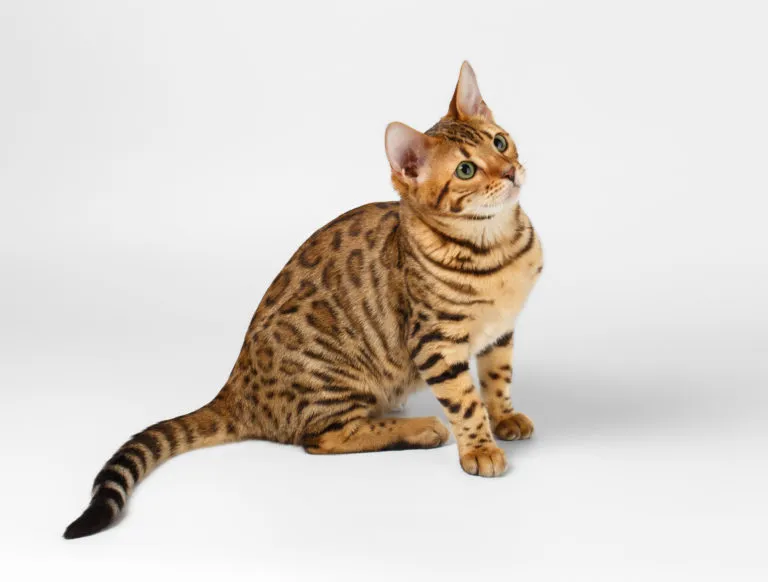 gato Bengal gato Bengal