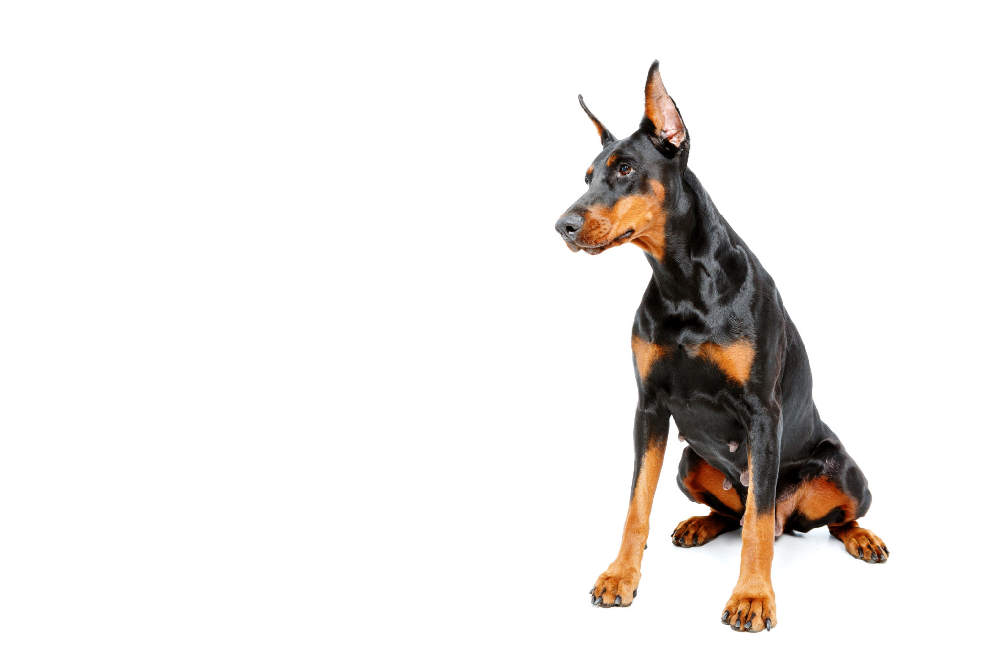 Conheça o Doberman