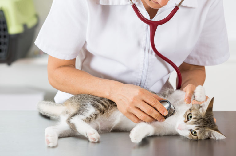 Problemas respiratórios em gatos