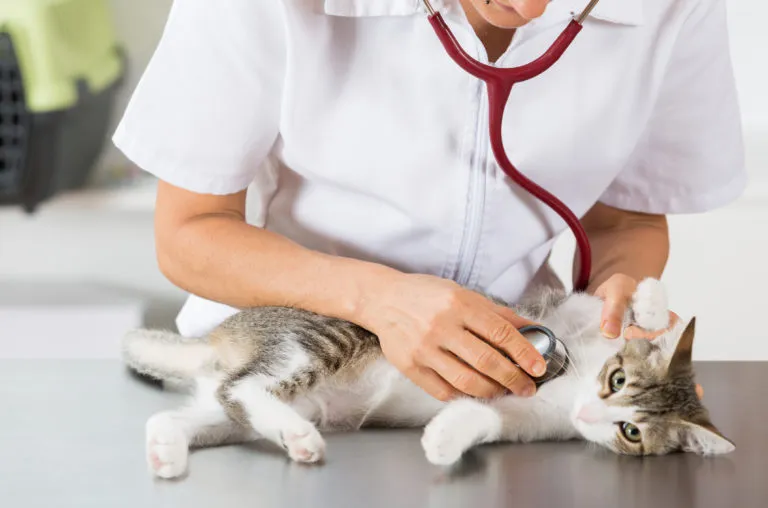 Problemas respiratórios em gatos Problemas respiratórios em gatos