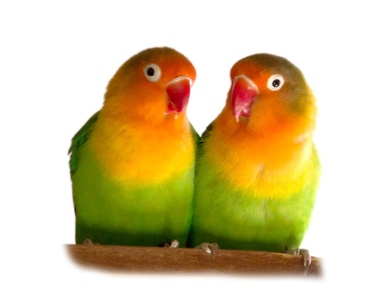 Agapornis Agapornis