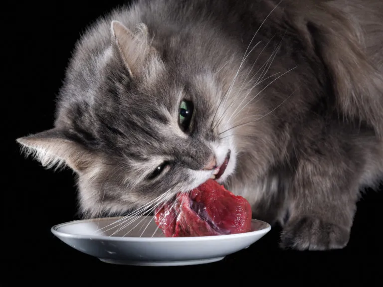Dieta BARF para gatos Dieta BARF para gatos