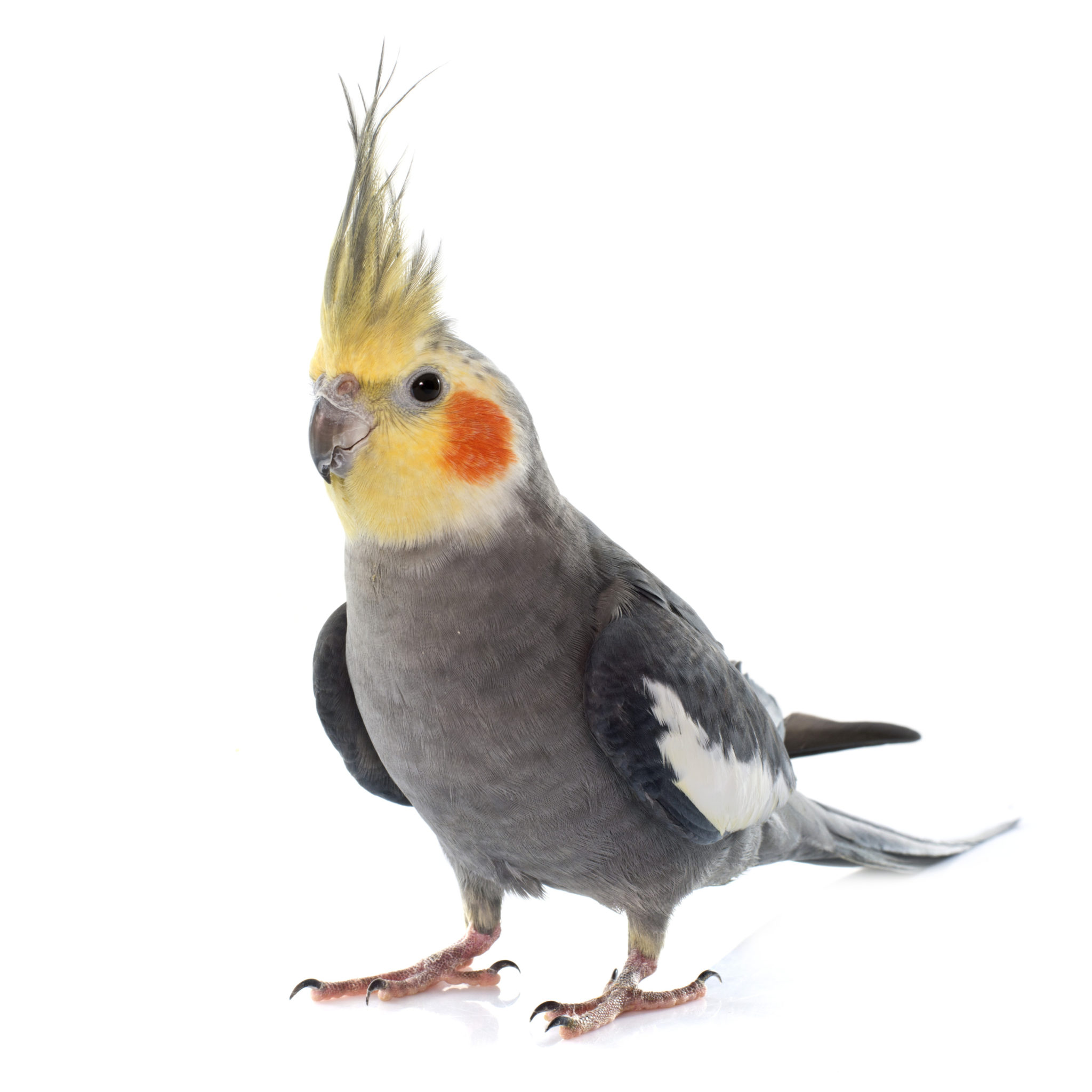 Magazine para pássaros - Adestramento de pássaros e jogos: Brinquedos para  papagaio
