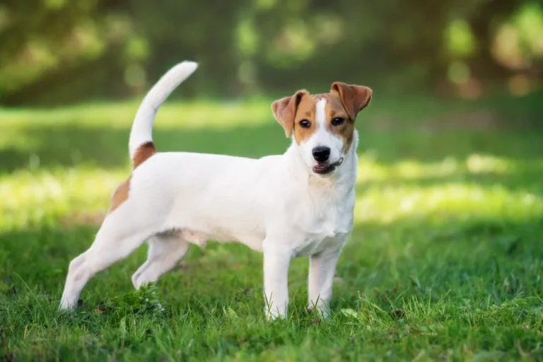 jack russell terrier_1 jack russell terrier alerta numa zona de relva