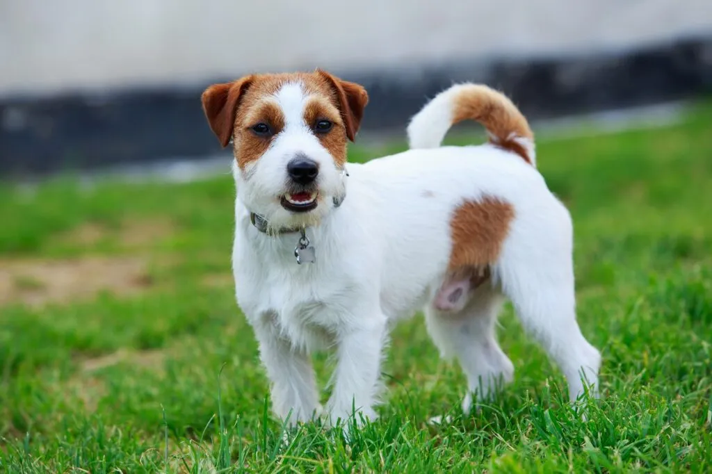 jack russell terrier de pelo &aacute;speto numa zona de relva