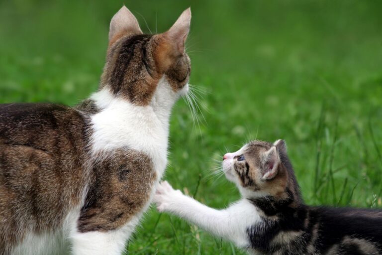 A educação dos gatinhos começa no momento em que eles nascem: gatinho a tocar com pata na mãe.