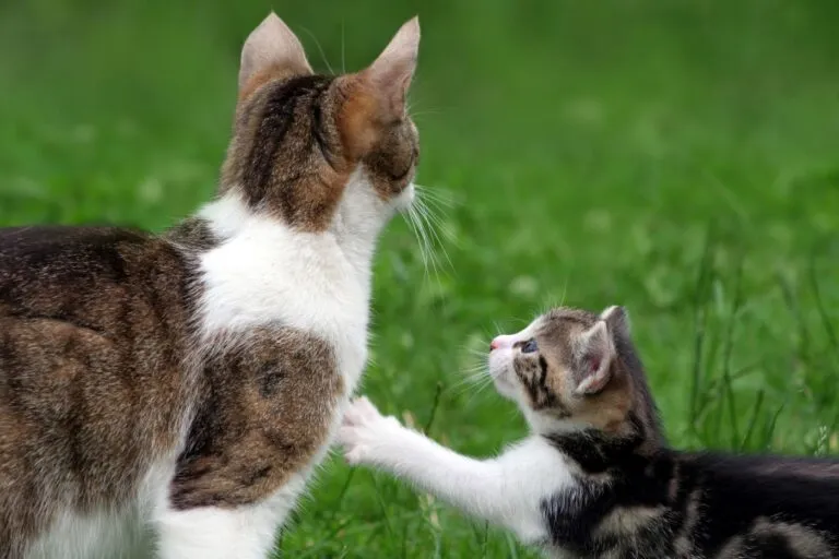 Hör doch endlich zu A educação dos gatinhos começa no momento em que eles nascem: gatinho a tocar com pata na mãe.
