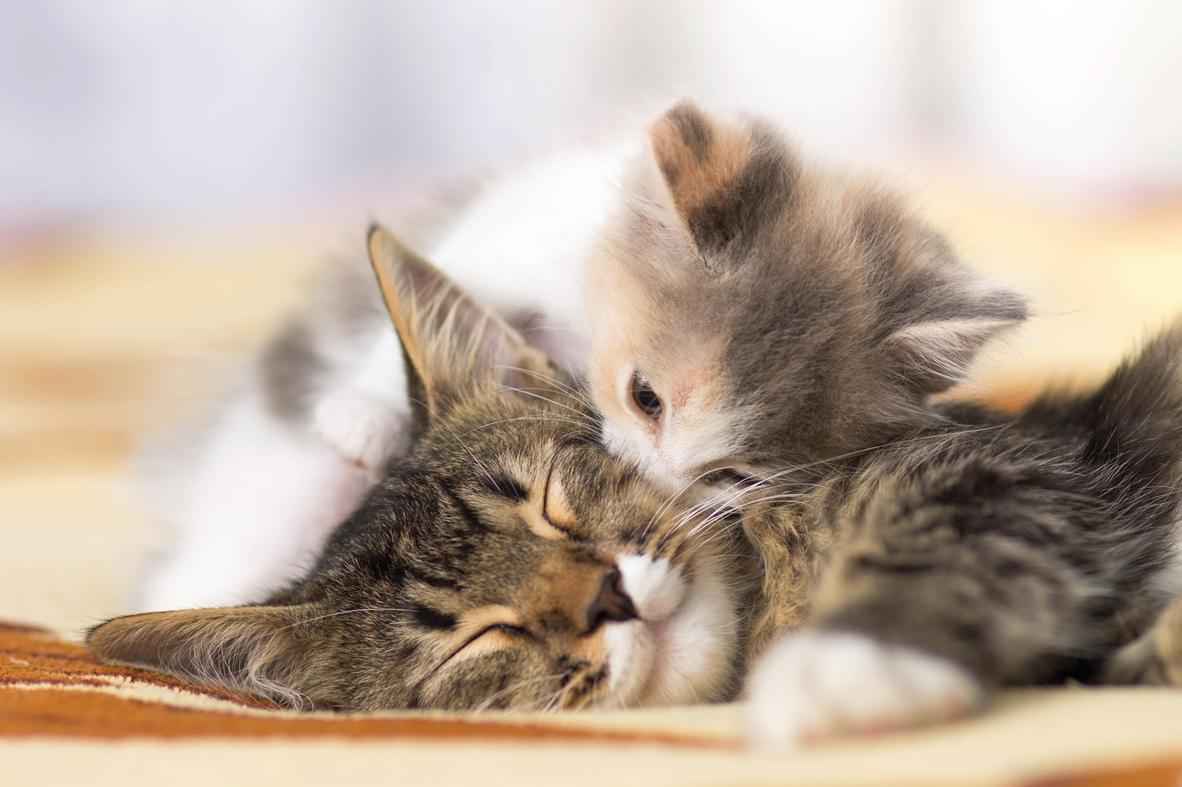 katzenbaby mit mutter katzenbaby mit mutter