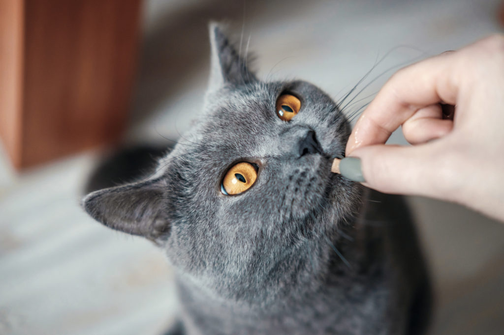 A educação dos gatinhos não deve incluir castigos, mas recompensas. Gato cinzento a receber uma recompensa na boca.